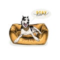 Hand drawn siberian husky dog lies in modern pet furniture. Stay home. Vector engraved quarantine poster. Stay chick