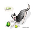 Hand drawn siberian husky dog plays fetch with balls. Stay home. Vector engraved quarantine poster. Stay active, stay at Royalty Free Stock Photo