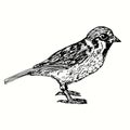 Hand drawn sparrow standing side view.