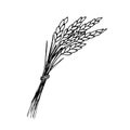 Bunch of spikelets of wheat, cereals