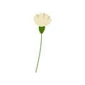 Hand drawn simple white flower naive, spring summer plant on white isolated background