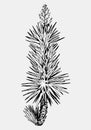 Hand drawn single palm tree Royalty Free Stock Photo