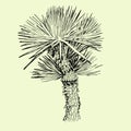 Hand drawn single palm tree Royalty Free Stock Photo