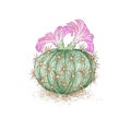 Hand Drawn Sketch of Acanthocalycium Cactus Plant