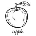 Hand drawn sketch apple.Isolated on white background. vector illustration Royalty Free Stock Photo