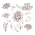 Hand drawn sketch of aster flowers and leaves. Line art design Royalty Free Stock Photo