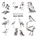 Hand-drawn sketch birds. Black and white set of zoo birds.