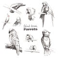 Hand-drawn sketch birds. Monochrome black and white parrots: budgerigar, cockatoo, macaw, corella, lovebird, jaco.