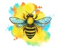 Hand drawn sketch black and color insect fly honeybee. Watercolor illustration. Elements in graphic style label, card