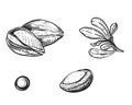 Hand drawn sketch black and white of argan, branch, shell, nut. Vector illustration. Elements in graphic style label Royalty Free Stock Photo