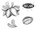 Hand drawn sketch black and white of argan, branch, shell, nut. Vector illustration. Elements in graphic style label Royalty Free Stock Photo