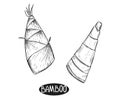 Hand drawn sketch black and white of bamboo plant, shoot, sprout, young, leaf. Vector illustration. Elements in graphic