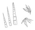 Hand drawn sketch black and white of bamboo plant, shoot, sprout, young, leaf. Vector illustration. Elements in graphic