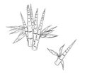 Hand drawn sketch black and white of bamboo plant, shoot, sprout, young, leaf. Vector illustration. Elements in graphic