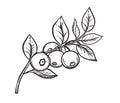 Hand drawn sketch black and white blueberry branch, fruit, leaf. Vector illustration. Elements in graphic style label Royalty Free Stock Photo