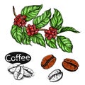 Hand drawn sketch black and white, color coffee set. Vector illustration of coffee beans, leaf, branch. Royalty Free Stock Photo