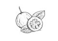 Hand drawn sketch black and white of fruit guava, plant, leaf. Vector illustration. Elements in graphic style label