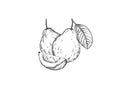 Hand drawn sketch black and white of fruit guava, plant, leaf. Vector illustration. Elements in graphic style label