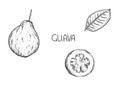 Hand drawn sketch black and white of fruit guava, plant, leaf. Vector illustration. Elements in graphic style label