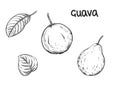 Hand drawn sketch black and white of fruit guava, plant, leaf. Vector illustration. Elements in graphic style label