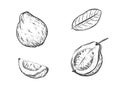 Hand drawn sketch black and white of fruit guava, plant, leaf. Vector illustration. Elements in graphic style label