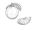 Hand drawn sketch black and white fruit orange slice, leaf. Vector illustration. Elements in graphic style label, card Royalty Free Stock Photo