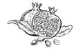 Hand drawn sketch black and white of garnet, pomegranate, leaf. Elements in graphic style label, card, sticker, menu