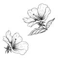 Hand drawn sketch black and white hibiscus flowers. Vector illustration. Elements in graphic style label, card, sticker Royalty Free Stock Photo