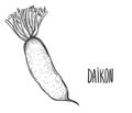 Hand drawn sketch black and white japanese radish, daikon, vegetable, leaf. Vector illustration. Elements in graphic