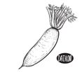 Hand drawn sketch black and white japanese radish, daikon, vegetable, leaf. Vector illustration. Elements in graphic