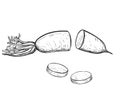 Hand drawn sketch black and white japanese radish, daikon, vegetable slice, leaf. Vector illustration. Elements in