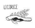 Hand drawn sketch black and white of licorice branch, root, candy, leaf. Vector illustration. Elements in graphic style