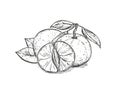 Hand Drawn Sketch Black And White Of Mandarin, Tangerine Fruit, Slice, Leaf, Segment. Vector Illustration. Elements In
