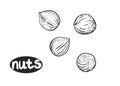 Hand drawn sketch black and white of nuts, hazelnuts. Vector illustration. Elements in graphic style label, sticker