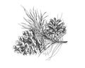 Hand drawn sketch black and white of pinecone branch. Vector illustration of fir cone. Elements in graphic style label