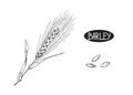 Hand drawn sketch black and white set of ear barley, leaf, grain. Vector illustration. Elements in graphic style label Royalty Free Stock Photo