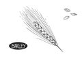 Hand drawn sketch black and white set of ear barley, leaf, grain. Vector illustration. Elements in graphic style label Royalty Free Stock Photo