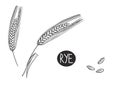 Hand drawn sketch black and white set of ear rye, leaf, grain, flour. Vector illustration. Elements in graphic style Royalty Free Stock Photo