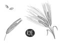 Hand drawn sketch black and white set of ear rye, leaf, grain, flour. Vector illustration. Elements in graphic style Royalty Free Stock Photo