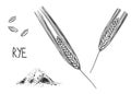 Hand drawn sketch black and white set of ear rye, leaf, grain, flour. Vector illustration. Elements in graphic style Royalty Free Stock Photo