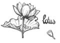 Hand drawn sketch black and white set of lotus flowers, petal, leaf. Vector illustration. Elements in graphic style Royalty Free Stock Photo