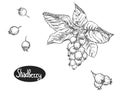 Hand drawn sketch black and white set of shadberry branch, leaf and berry. vector illustration. Elements in graphic