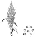 Hand drawn sketch black and white sorghum ear, grain, seeds, leaf. Vector illustration. Elements in graphic style label
