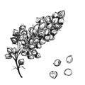 Hand drawn sketch black and white sorgo branch, grain, seeds, leaf. Vector illustration. Elements in graphic style label