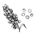 Hand drawn sketch black and white sorgo ear, grain, seeds, leaf. Vector illustration. Elements in graphic style label Royalty Free Stock Photo