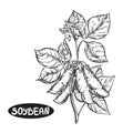 Hand drawn sketch black and white soybean, soy plant, leaf. Vector illustration. Elements in graphic style label, card Royalty Free Stock Photo