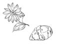 Hand drawn sketch black and white topinambur, leaf, earth apple, flower. Vector illustration. Elements in graphic style