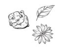 Hand drawn sketch black and white topinambur, leaf, earth apple, flower. Vector illustration. Elements in graphic style