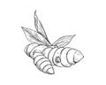 Hand drawn sketch black and white of tuber, turmeric, leaf, curcuma. Vector illustration. Elements in graphic style