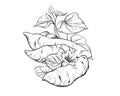 Hand drawn sketch black and white of tuber, yam, leaf, sweet potato, flower. Vector illustration. Elements in graphic Royalty Free Stock Photo
